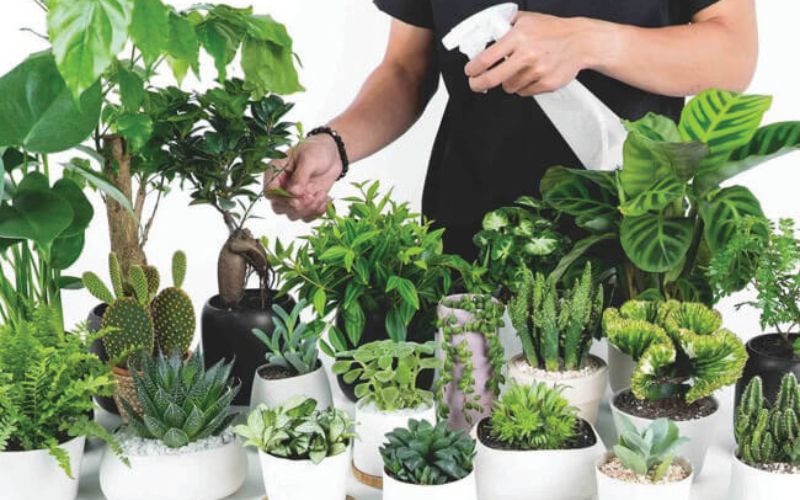 Cách chăm sóc cây để bàn làm việc luôn được tươi tốt