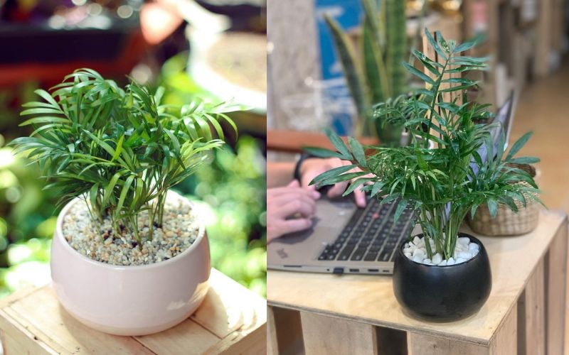 Cây Cau tiểu trâm phù hợp với những người mạng Mộc