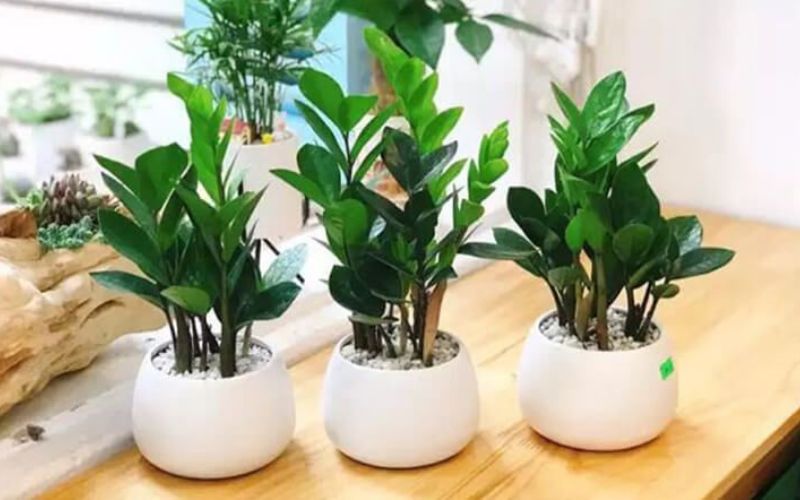 Cây Kim tiền để bàn thích hợp với nhiều không gian văn phòng