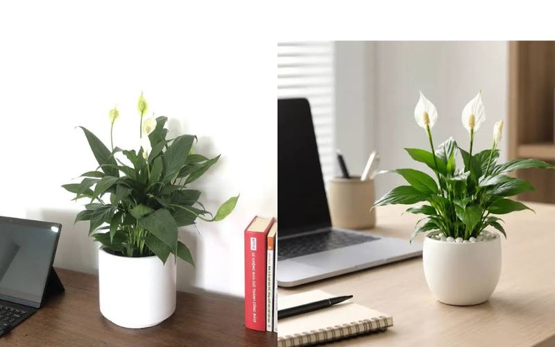 Cây Lan Ý hợp với người mệnh Kim