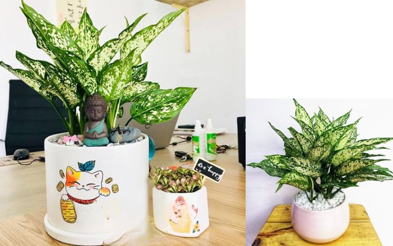 Cây ngọc ngân để bàn hợp với người mệnh kim