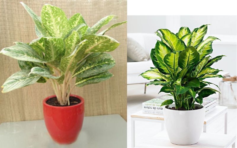 Cây Huy Hoàng để bàn làm việc hợp mệnh Thủy