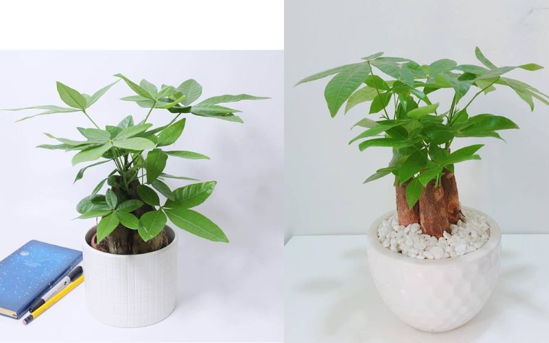 Cây Kim Ngân để bàn phù hợp với người mạng Mộc