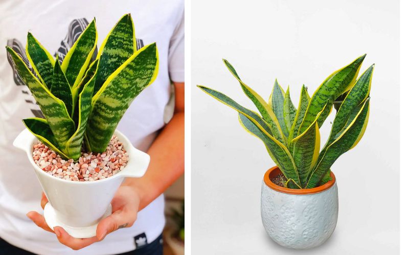 Cây hổ lưỡi mini rất thích hợp để bàn làm việc văn phòng