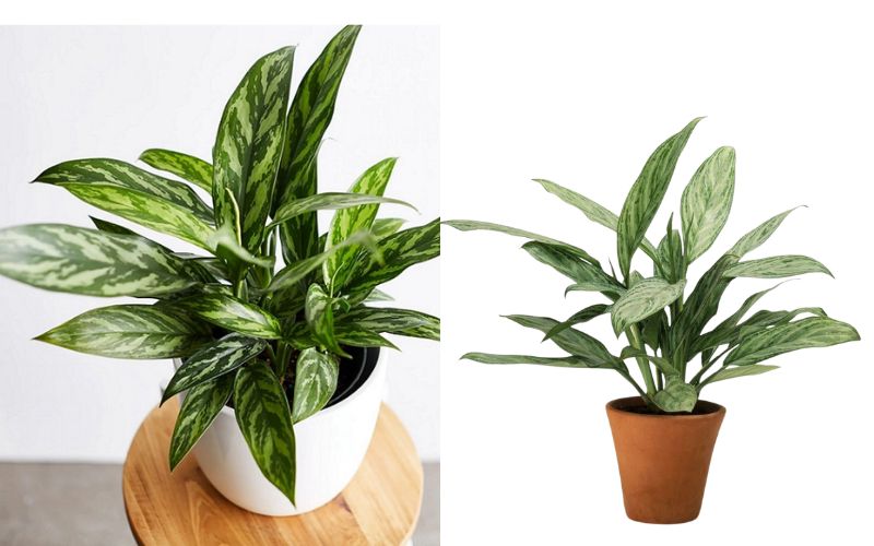 Cây Ngân Hậu để bàn phù hợp với người mạng Thủy