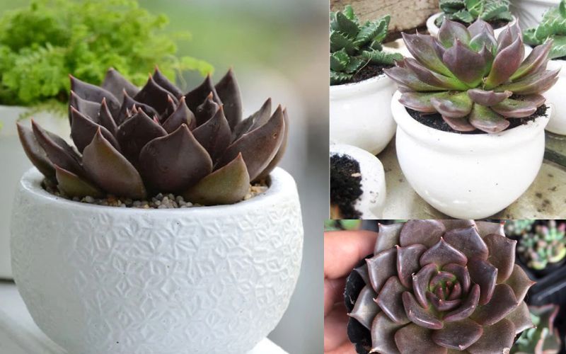 Cây Sen Đá Nâu để bàn phù hợp với người mạng Thổ