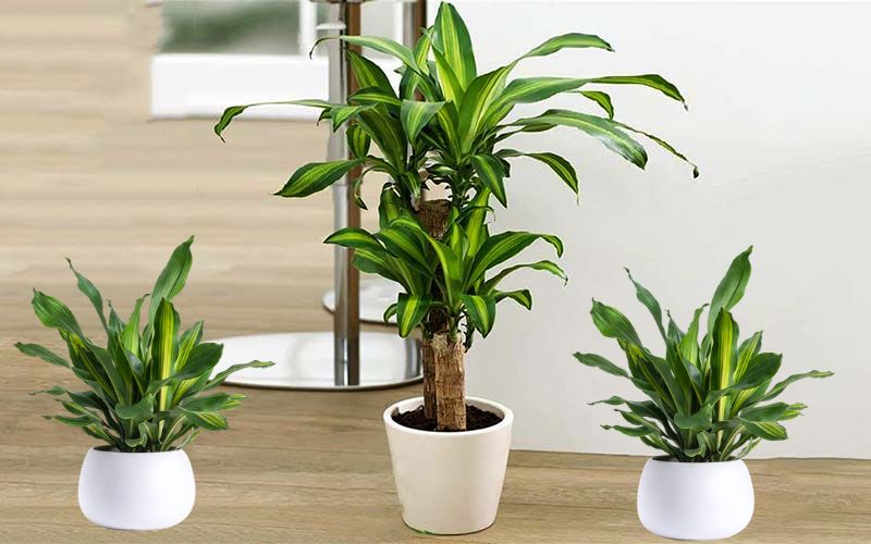 Cây Thiết mộc lan mini phù hợp với người mạng Thổ