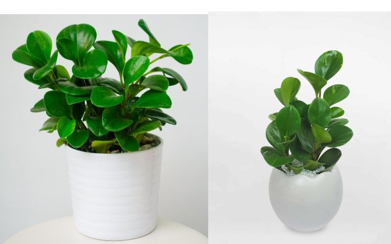 Cây trường sinh để bàn hợp với những người mạng Mộc