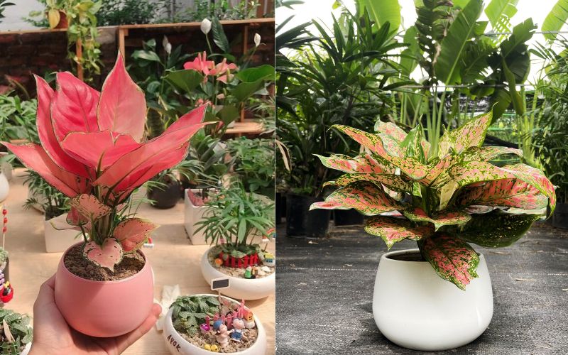 Cây Vạn Lộc để bàn phù hợp với những người mệnh Thổ